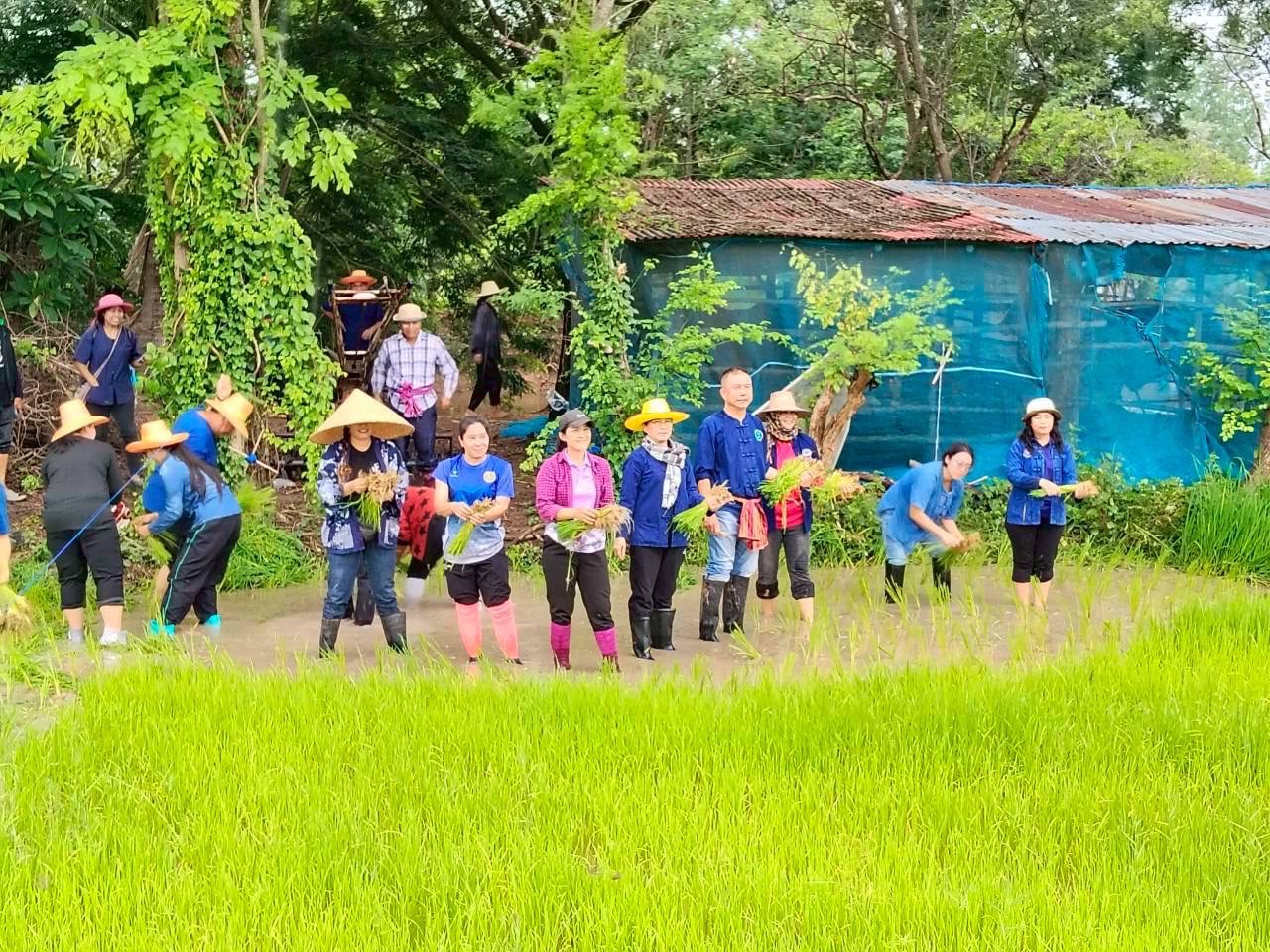 พช.ชื่นชม จังหวัดมหาสารคาม ร่วมกิจกรรม"สืบสานวิถีไทย ร่วมใจดำนา"